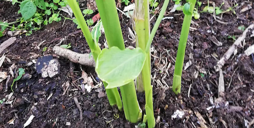 Comprar plantas de cardamomo ecuador