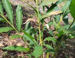 Plantas de cardamomo en Ecuador