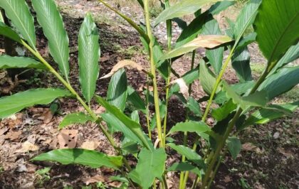 Plantas de cardamomo en Ecuador