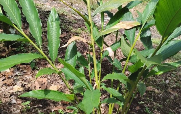 Plantas de cardamomo en Ecuador