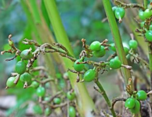 planta de cardamomo