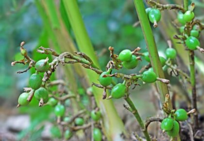 planta de cardamomo